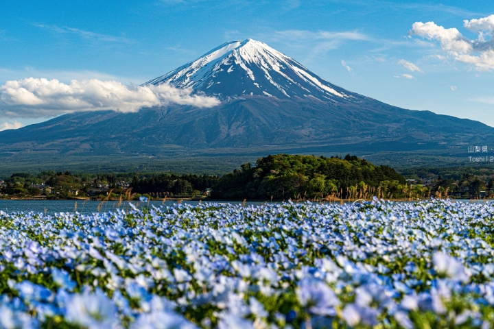藍色花田與遠方的富士山