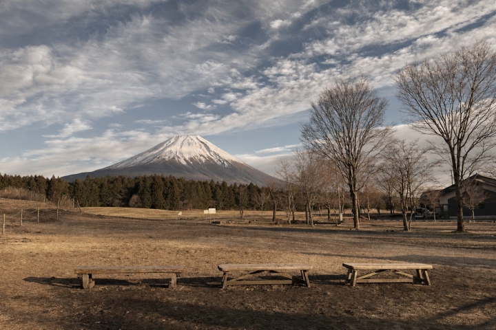 冬日草地與裸樹後方的富士山