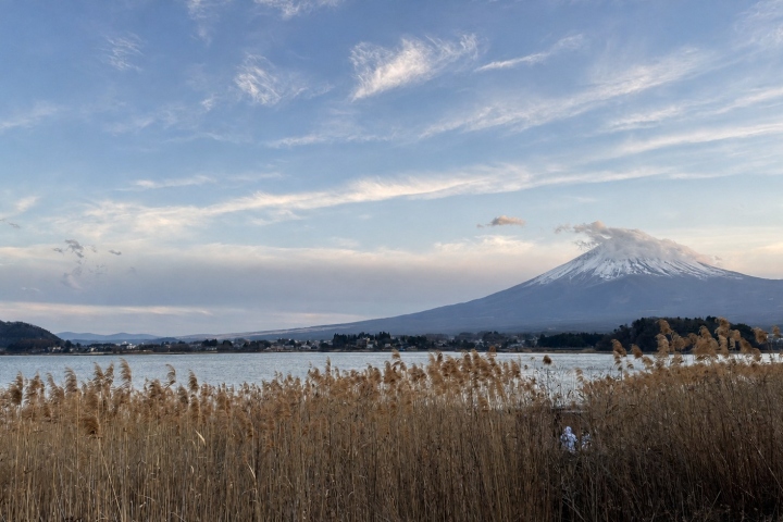 金色蘆葦與藍天下的湖水、富士山