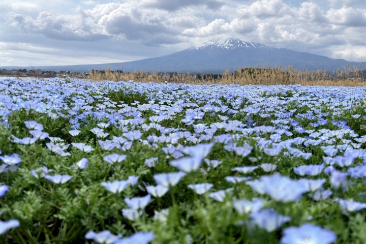 藍色花海與雲層後方的富士山