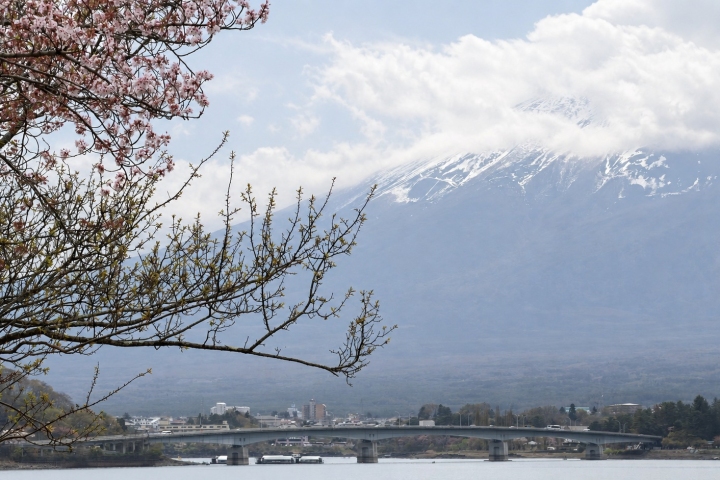 花枝與湖上橋梁，遠方是雲霧中的富士山