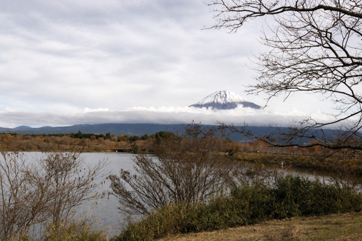 湖岸枯枝環繞水面，遠方可見富士山