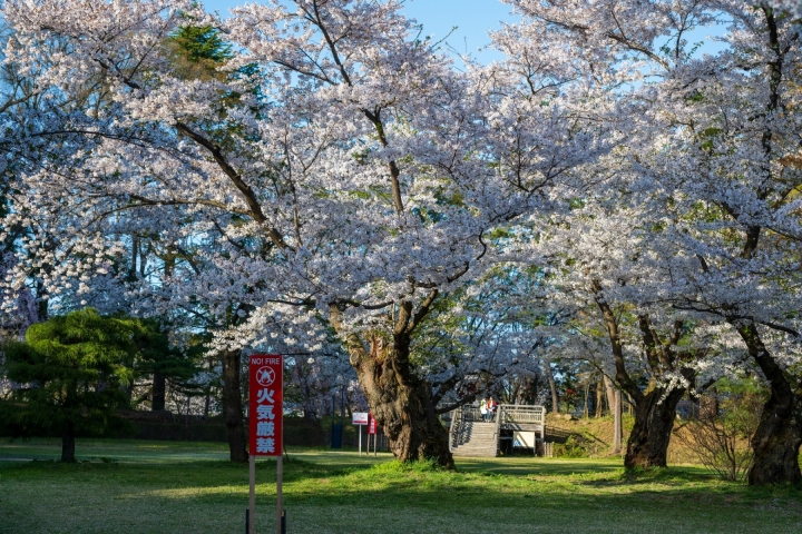 櫻花枝條在草地步道上交錯，樹下可見遊人