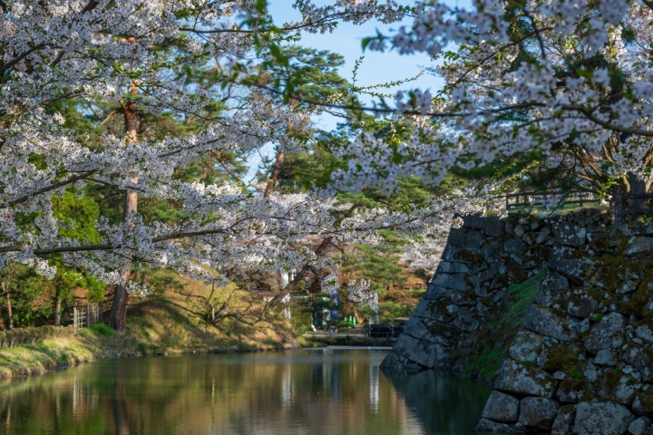 櫻花垂在水岸旁，石牆與綠意倒映水中