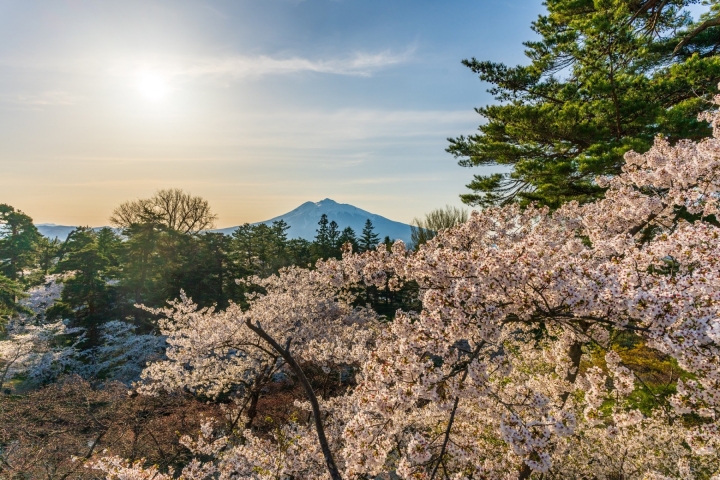 淡粉色櫻花鋪滿前景，遠處山峰從樹梢間露出