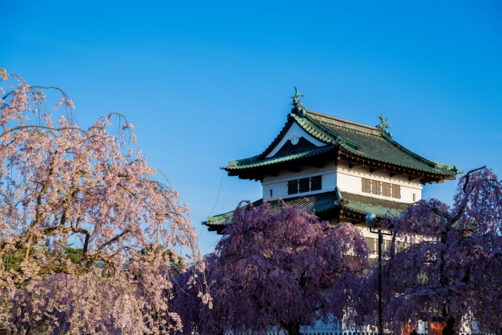 藍天下的白色城樓，粉色垂櫻環繞屋簷