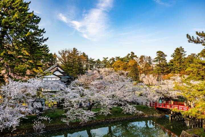 藍天映照櫻花水岸，紅橋穿過春日園景