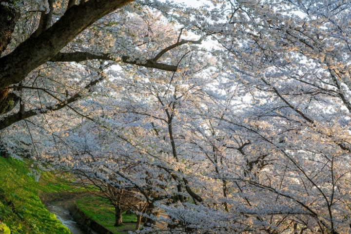 淡色櫻花覆蓋水岸，交錯枝條形成春日花幕