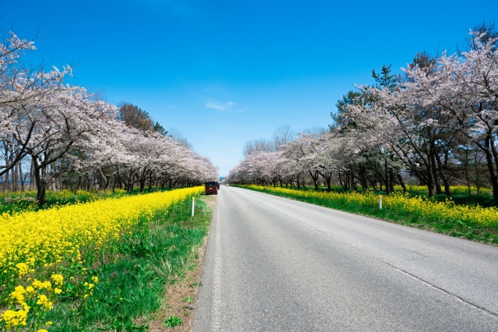 筆直道路延伸向遠方，兩側是櫻花與黃色油菜花