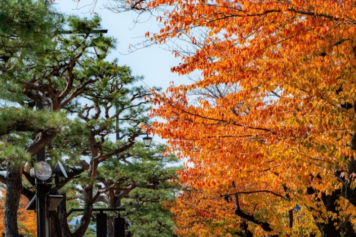 橘紅楓葉與深綠松樹交疊的秋日林景