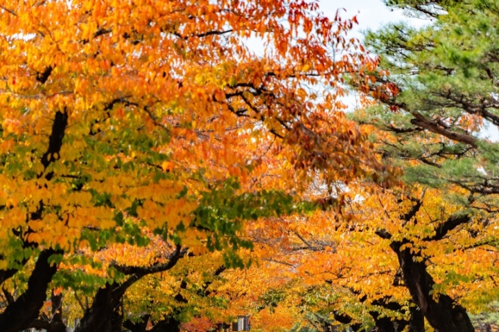 橙黃與紅色秋葉層層交疊，樹枝在葉間伸展