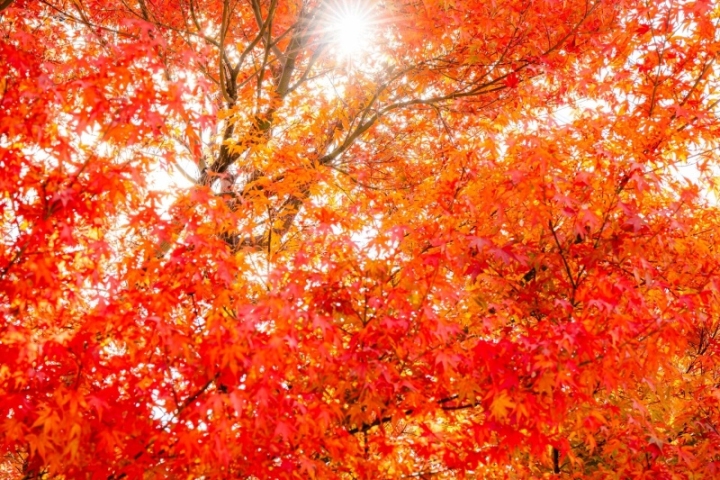 鮮紅與橘色楓葉交疊的近景，葉間透出明亮光線