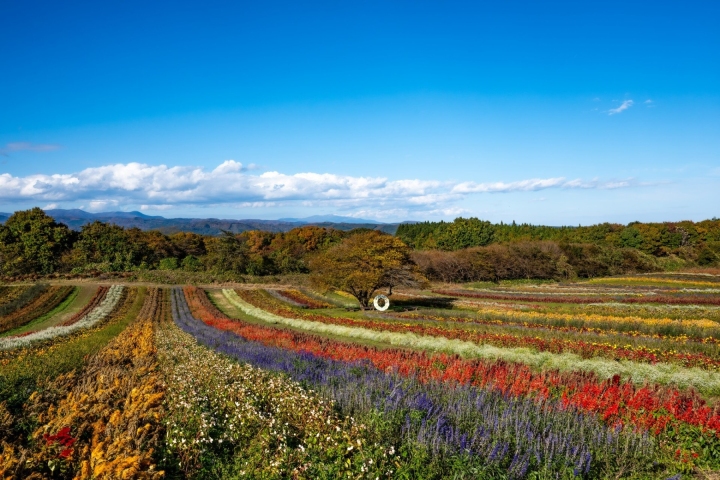 紅黃紫色花帶沿丘陵延伸，遠方是綠色林地