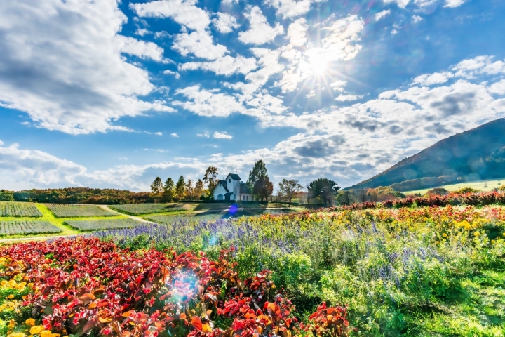 紅色花朵鋪滿前景，遠處花田與建築襯著藍天白雲