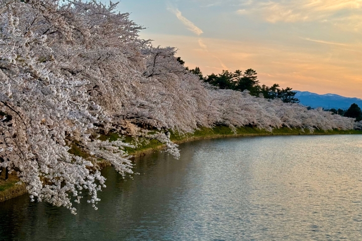 淡粉色櫻花垂向水面，河道伸向暖色夕空