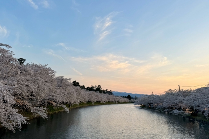櫻花沿著寬闊水道兩岸延伸，遠方天色漸暖