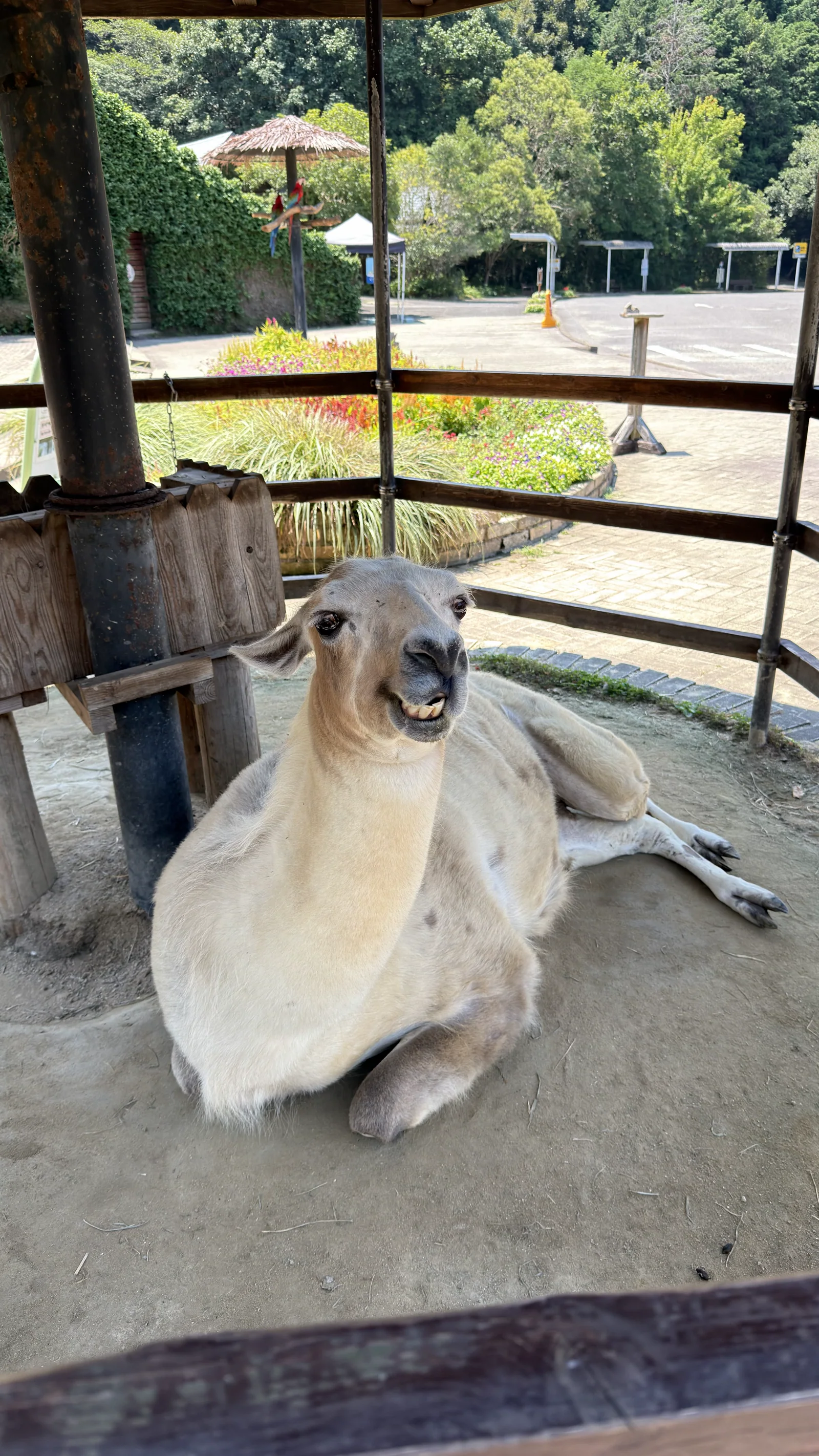 動物朋友