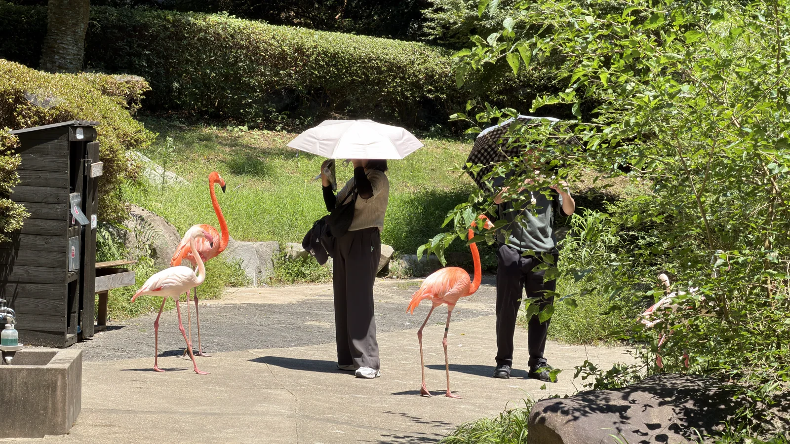 火烈鳥小徑