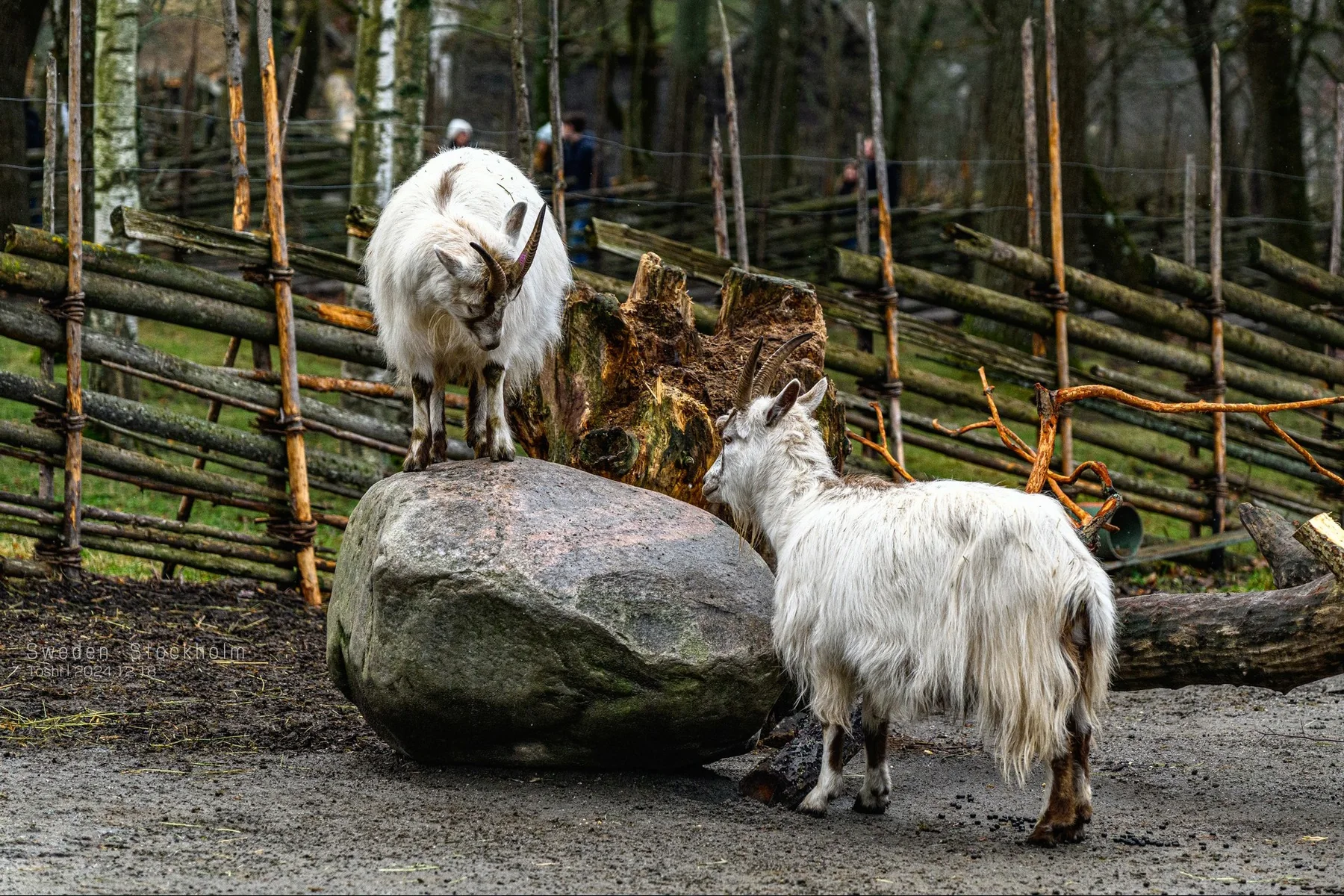Skansen 裡的山羊